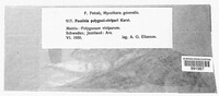 Puccinia bistortae image